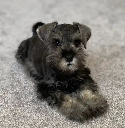www.valorkennels.ca Valor Kennels has been raising Miniature schnauzers since 2001. We are excited t...