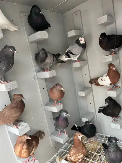 Pigeons birds, View more