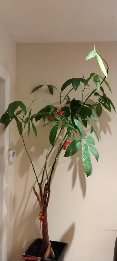 Beautiful and Healthy and Giant Money Tree Plant with New Sprouts coming out and Tree Decaration inc...