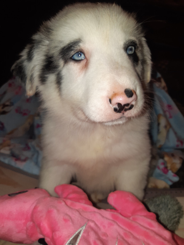 BORDER COLLIE PUPPIES in Dogs & Puppies for Rehoming in Charlottetown