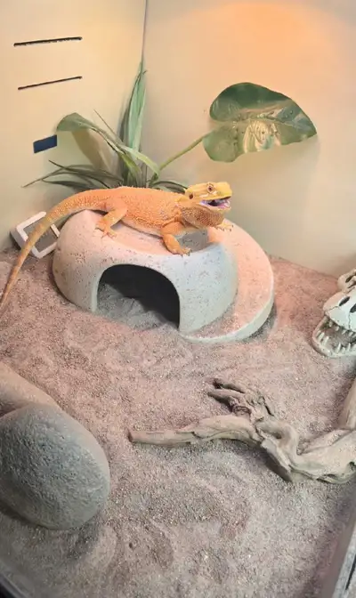 Bearded Dragon, View more