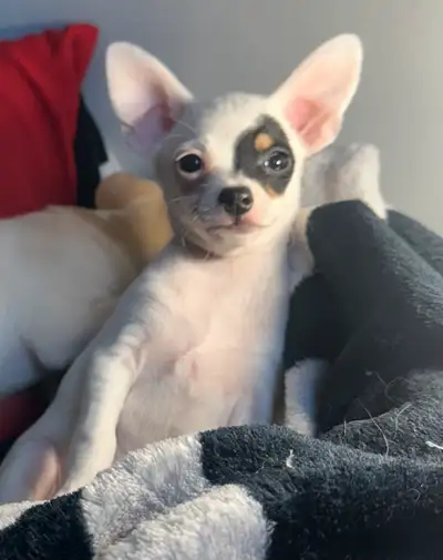 Male purebred miniature/tea cup  chihuahua puppy, View more