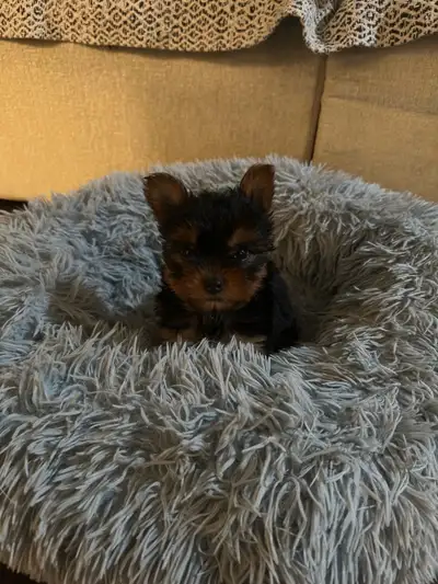 rehoming pure premium Yorkie boy, View more