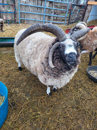 Four Horned Jacob Sheep Ram