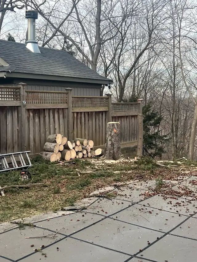 Tree Removal - Tree Trimming - Hedge Trimming -Best Price62863229488387123