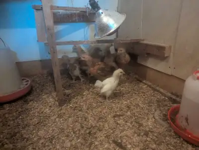 7 Poussins Brahma Croise , View more