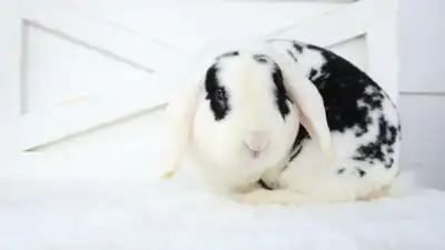 Gorgeous Mini Plush Lop Buck, View more