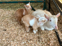 Nigerian Dwarf Goat Doe and kids