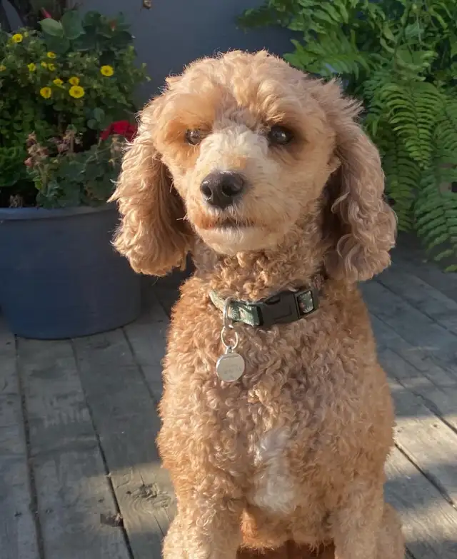 Toy  Multigenerational Goldendoodle Reservations  Open 16lb in Dogs & Puppies for Rehoming in Calgary - Image 5
