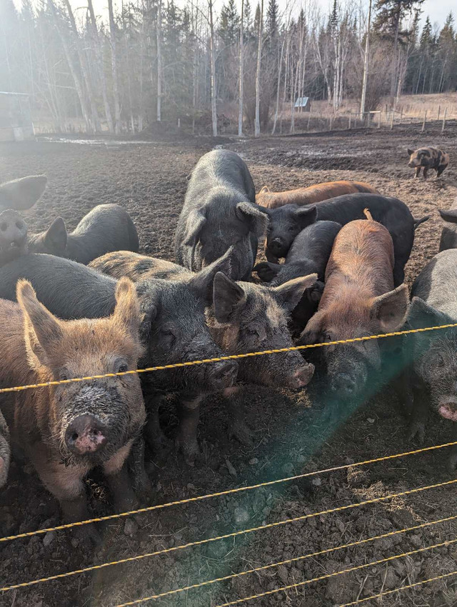 Duroc cross pigs in Livestock in Quesnel - Image 3