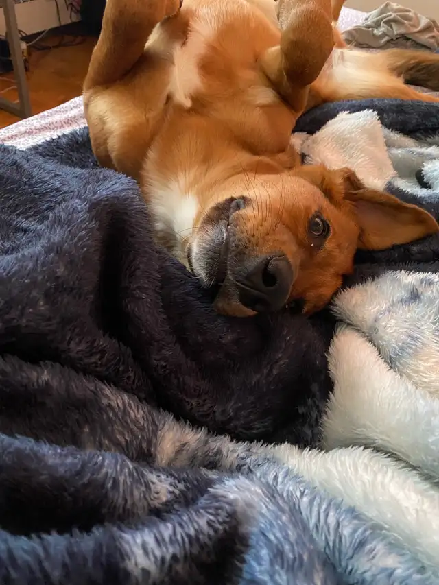 4 Year Old Beagle Mix Ready for Rehoming in Dogs & Puppies for Rehoming in City of Toronto - Image 4