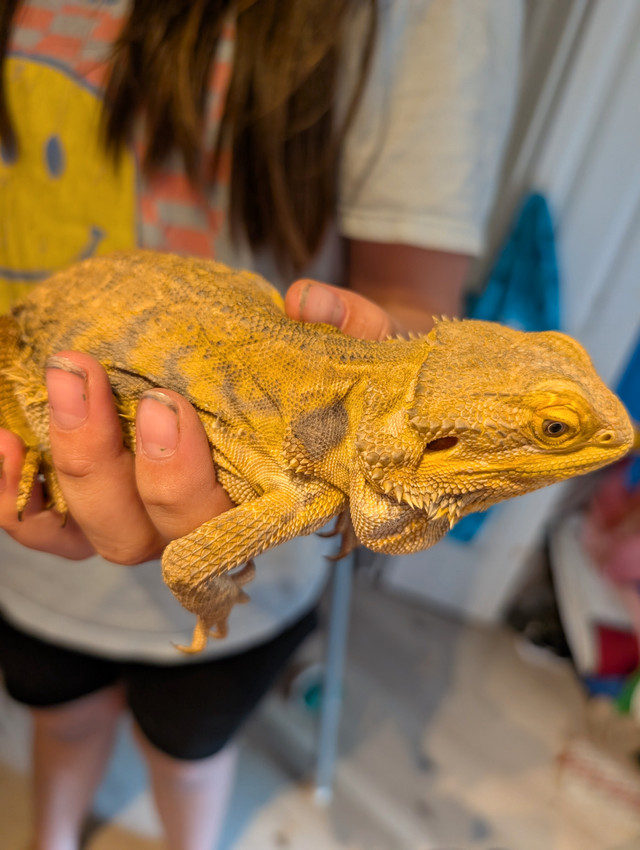 Bearded Dragon in Reptiles & Amphibians for Rehoming in Abbotsford - Image 2