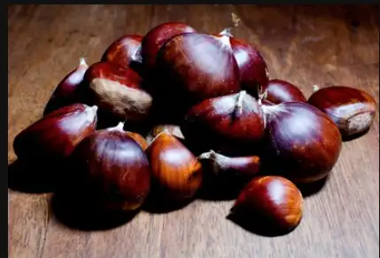 Chestnut trees for sale63234604152193124