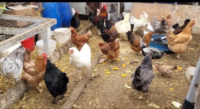 POULETTES , p.pondeuses,Coqs/ PULLETS, laying hens,Roosters. dans Animaux de ferme  à Longueuil/Rive Sud - Image 4