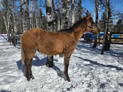 Showy Yearling Gelding, View more