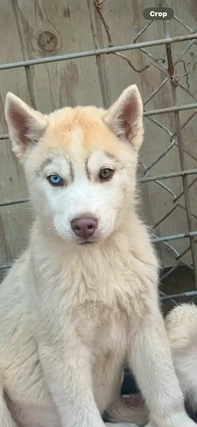 PUREBRED SIBERIAN HUSKY, View more