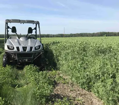 Green field peas seed for sale 780 523 1 eight 8 six