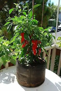 AUBAINE 6 grands sacs de jardinage NEUF (Grow Bags) 40 Litres, View more