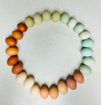 Rainbow hatching eggs
