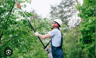 Tree and shrub Trimming , View more