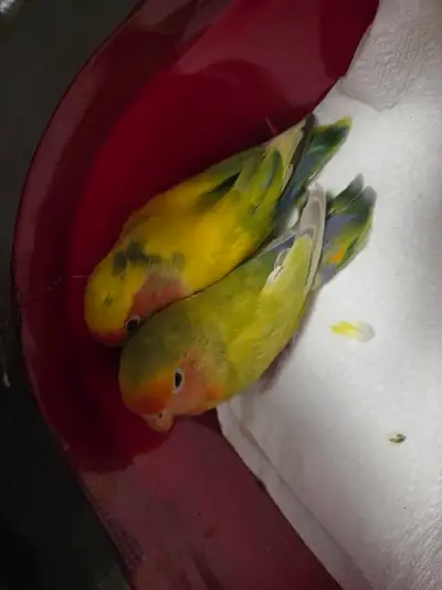looking for breeding pairs , View more