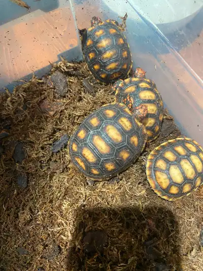 We have 10 baby tortoises, all between 2-3 months old. Healthy and eating well. Pick up in Guelph ne...