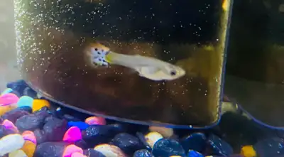 Free Hybrid guppies , View more