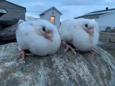 pigeon a vendre, View more