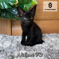 Savannah F3-C enregistrée TICA - Nikawi