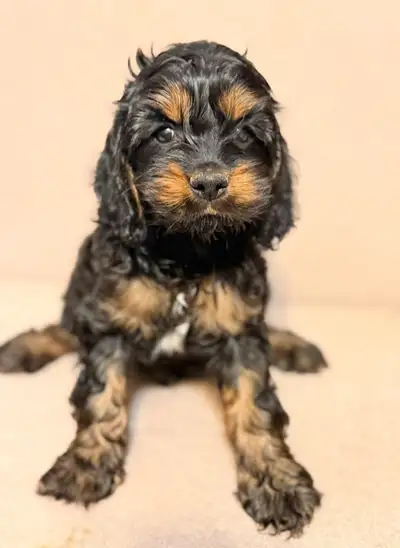 Black cockapoo puppies, View more