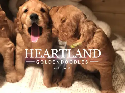 Heartland GoldenDoodles Experience a New Kind of Connection Calgary, Alberta • Established 2018 Welc...