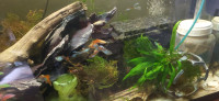 Locally bred Fancy Guppies, M&F, delivery available