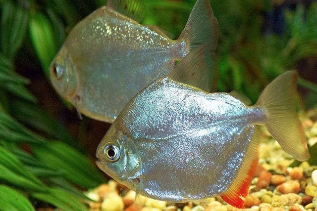 BEAUTIFUL SILVER DOLLARS ON SPECIAL $8.00 in Fish for Rehoming in North Bay