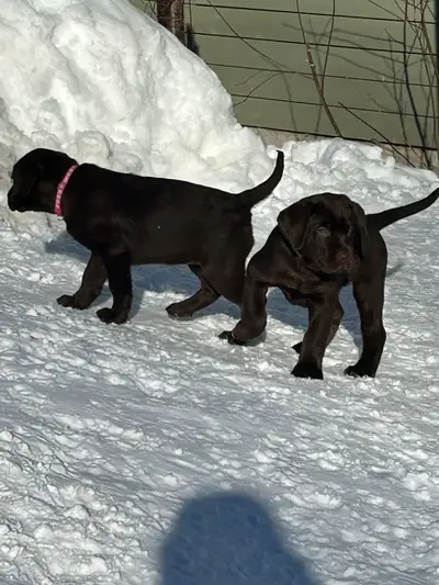 Chiots Labrador bruns, View more