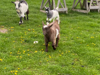 Pygmy kid goats 