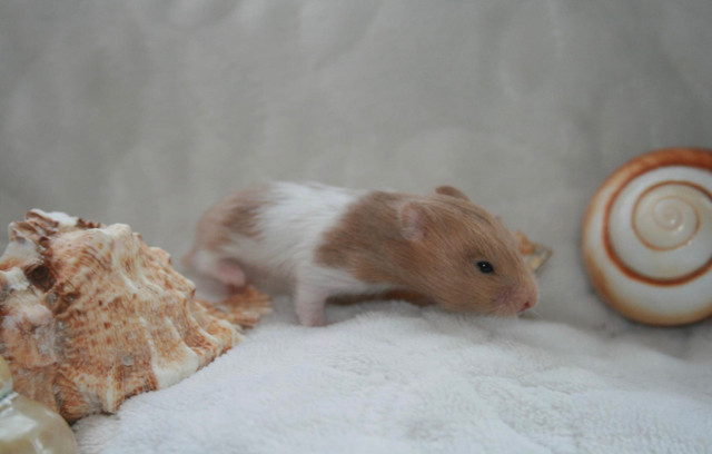 Hamsters in Small Animals for Rehoming in Burnaby/New Westminster - Image 2