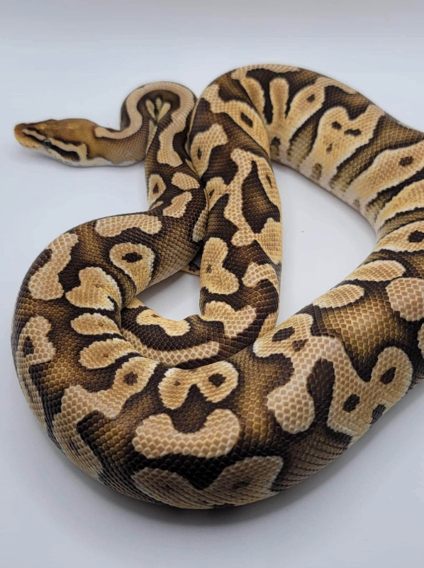 Ball Python Downsizing in Reptiles & Amphibians for Rehoming in Peterborough