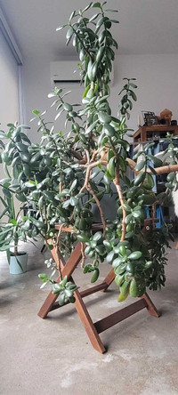 Giant Jade indoor plant 4.5 ft x 4.5 ft in pretty 9" IKEA pot