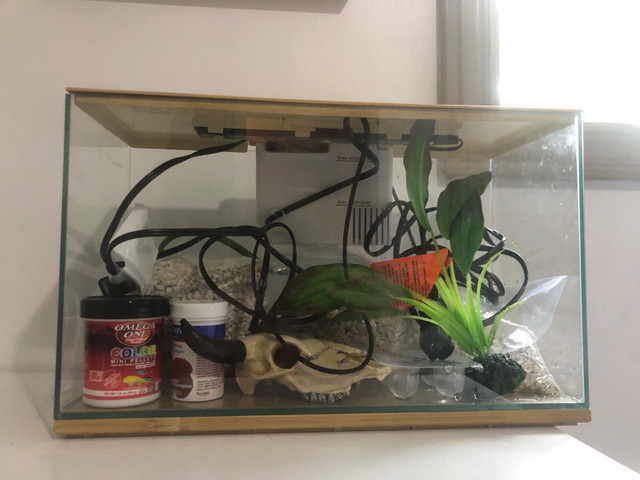 3 gallon fish tank in Fish for Rehoming in Kitchener / Waterloo - Image 2