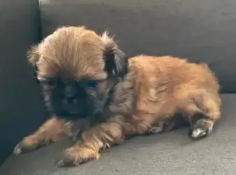 READY FOR THEIR NEW HOME MAY 27 Getting shots and vet check May 22 4 males So sweet and darling Uniq...