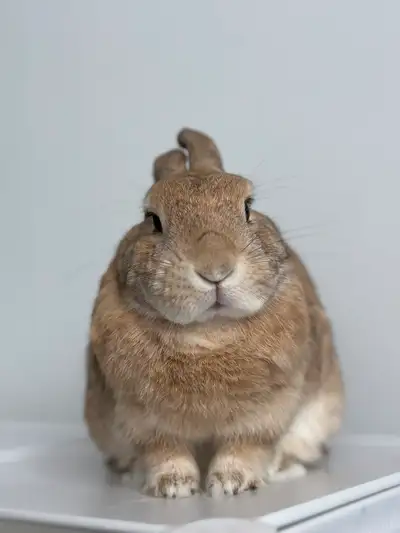 Muffin: Spayed, Litter-Trained Senior Bunny + All Her Items, View more