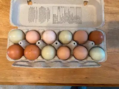Farm fresh organic chicken and ducks eggs. $5/dozen for both.