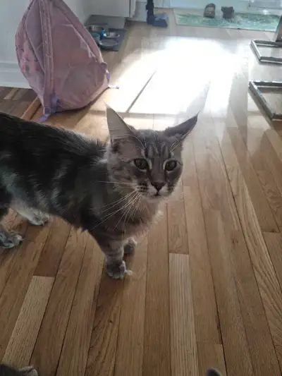 Deux chaton Mainecoon de 1 ans a donner, View more