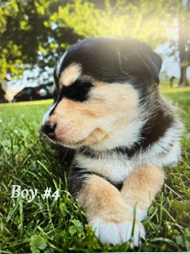 Rottsky Puppies For Sale in Dogs & Puppies for Rehoming in Leamington - Image 8