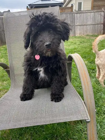 Female whoodle puppy for sale