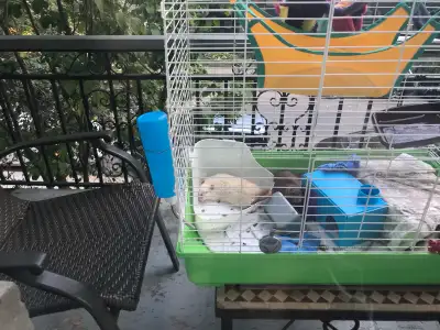 Used Cage/Cage , View more