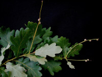 english oak tree seedling