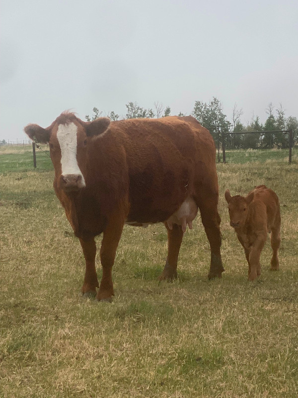 Angus / Simmental cow calf pairs Livestock Regina Kijiji