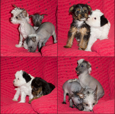 Chinese Crested & Biewer Yorkie Puppies, View more