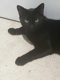 Adoptable cat - fully vetted